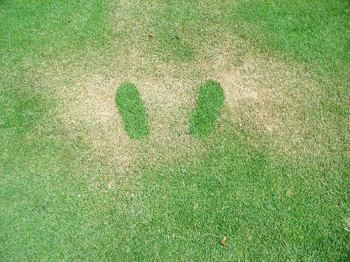 A patch of dead grass with brown, wilted blades, showing signs of damage from DEET-based insect repellents.