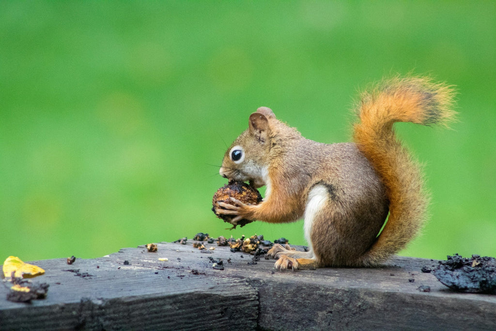 Photo of a squirrel eating an acorn.