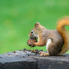 Photo of a squirrel eating an acorn.