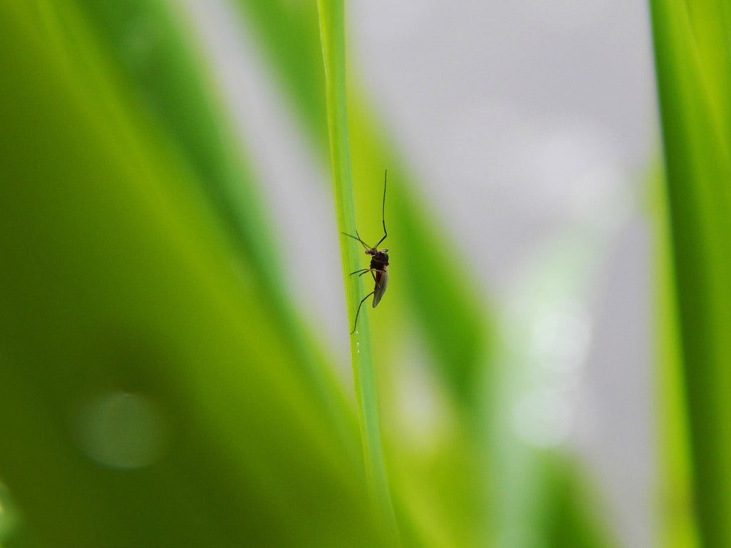 A photo of a mosquito crawling on a blade of grass.