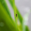 A photo of a mosquito crawling on a blade of grass.