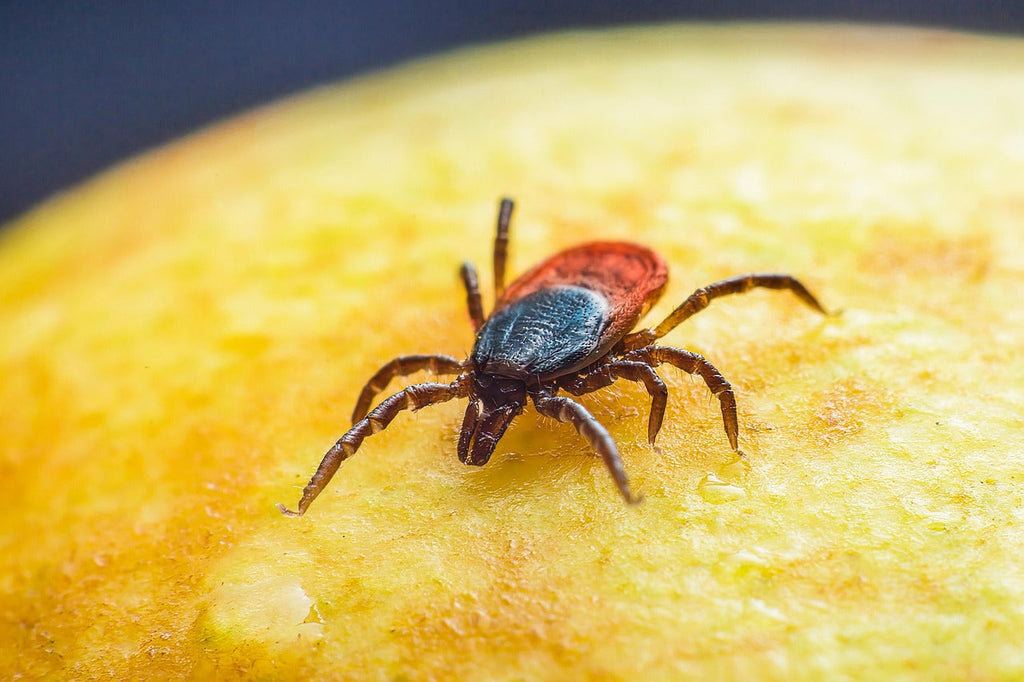 Why Ticks Are Still a Problem After the First Freeze