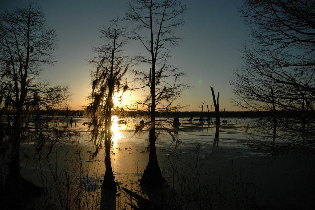A photo of a sunset on a cypress tree bayou.