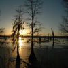 A photo of a sunset on a cypress tree bayou.