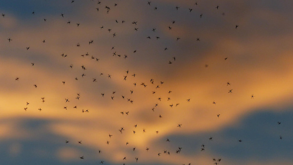 The Real Reason Gnats Won’t Leave You Alone (Even When It’s Chilly)