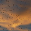 A photo of a swarm of gnats in the evening sky.