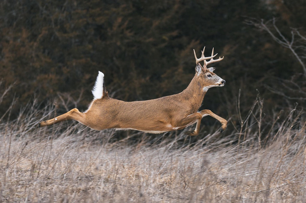 A photo of a deer running through a field.