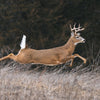 A photo of a deer running through a field.