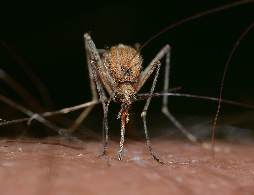 An up close photo of a mosquito on human skin.