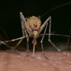 An up close photo of a mosquito on human skin.