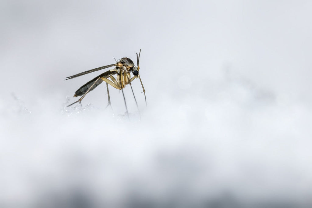 a photo of a mosquito in the snow.