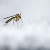 a photo of a mosquito in the snow.