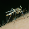 West Nile Virus 2026: Peak Season Is 6 Weeks Away — Are You Protected?