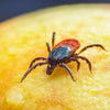 Why Ticks Are Still a Problem After the First Freeze